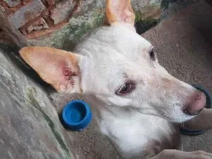 Cachorro raça SRD-ViraLata idade 1 ano nome Mufaza