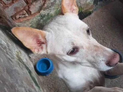 Cachorro raça SRD-ViraLata idade 1 ano nome Mufaza