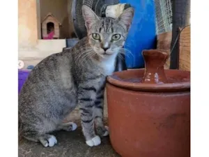 Gato raça SRD-ViraLata idade 7 a 11 meses nome Tigresa