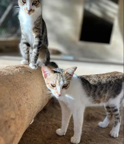 Gato raça SRD-ViraLata idade 7 a 11 meses nome Tigresa