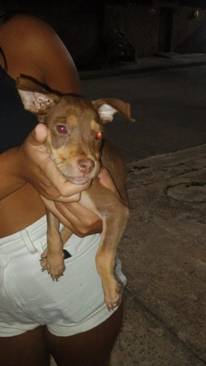 Cachorro raça SRD-ViraLata idade 2 a 6 meses nome Lila