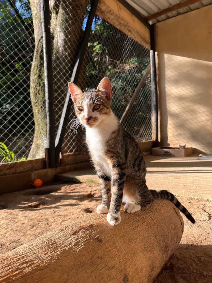 Gato raça SRD-ViraLata idade 7 a 11 meses nome Atlas