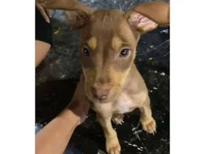 Cachorro raça SRD-ViraLata idade 2 a 6 meses nome Lila
