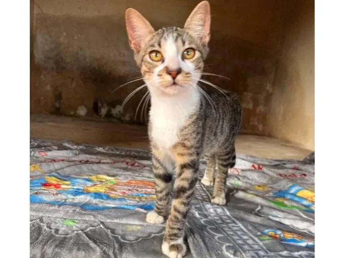 Gato raça SRD-ViraLata idade 7 a 11 meses nome Atlas