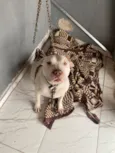Apólo 