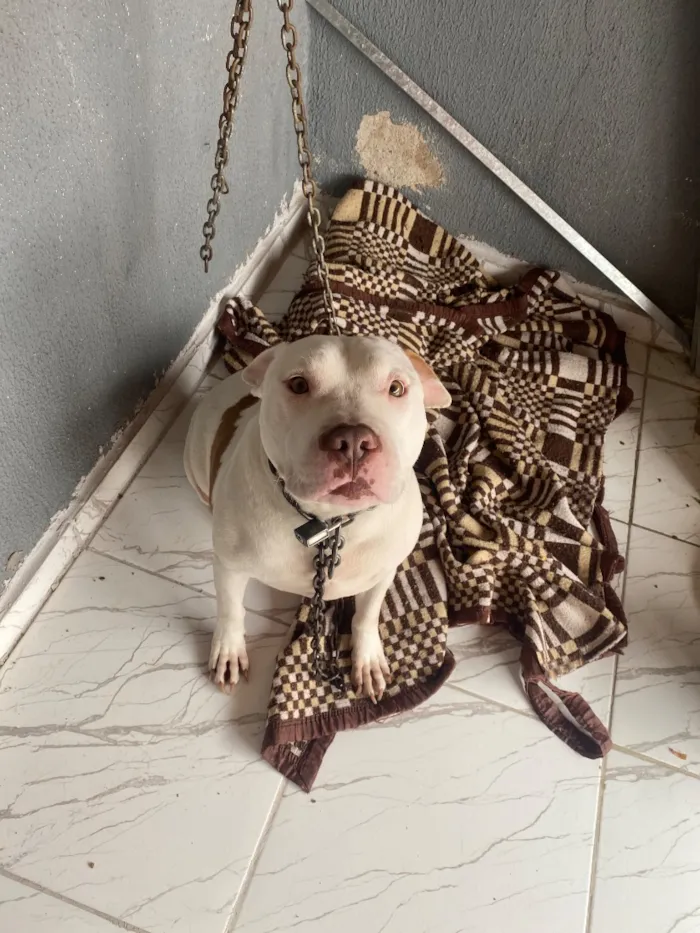 Cachorro raça Pit-Bull idade 1 ano nome Apólo 