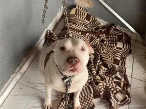 Cachorro raça Pit-Bull idade 1 ano nome Apólo 