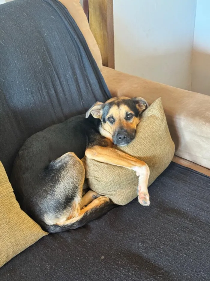 Cachorro raça SRD-ViraLata idade 1 ano nome Shanti