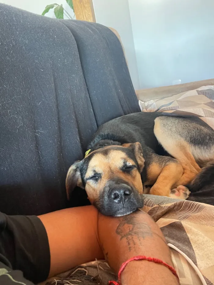 Cachorro raça SRD-ViraLata idade 1 ano nome Shanti