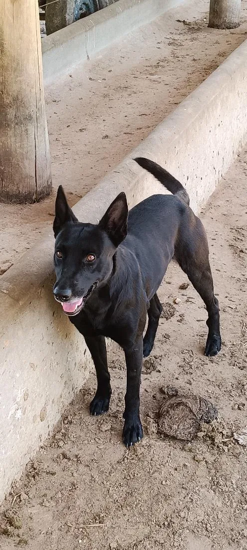 Cachorro raça Pastor Alemão idade 1 ano nome Onix e Orion 