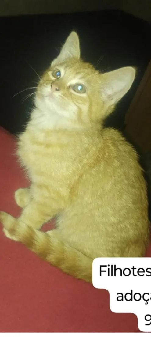 Gato raça SRD-ViraLata idade 2 a 6 meses nome Lórax