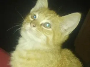 Gato raça SRD-ViraLata idade 2 a 6 meses nome Lórax