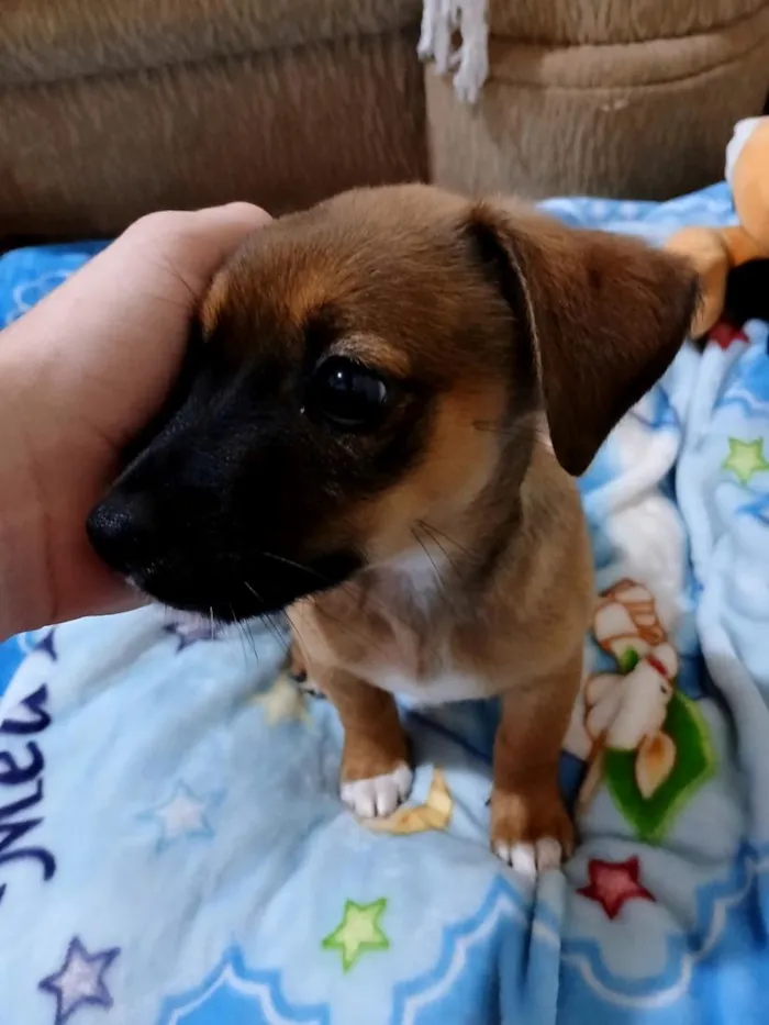 Cachorro raça SRD-ViraLata idade Abaixo de 2 meses nome Téozinho 