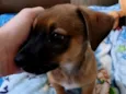 Téozinho 