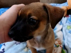 Cachorro raça SRD-ViraLata idade Abaixo de 2 meses nome Téozinho 