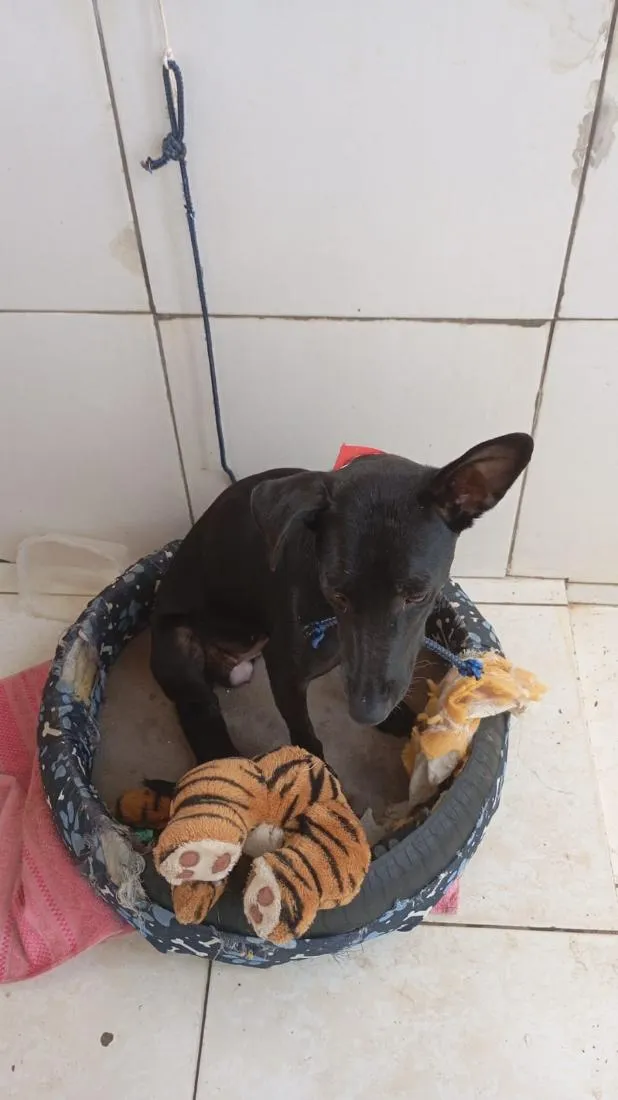 Cachorro raça SRD-ViraLata idade 1 ano nome Nega