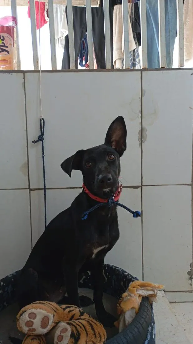 Cachorro raça SRD-ViraLata idade 1 ano nome Nega
