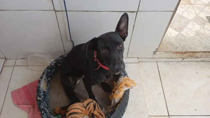 Cachorro raça SRD-ViraLata idade 1 ano nome Nega