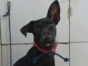 Cachorro raça SRD-ViraLata idade 1 ano nome Nega