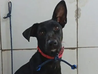 Cachorro raça SRD-ViraLata idade 1 ano nome Nega