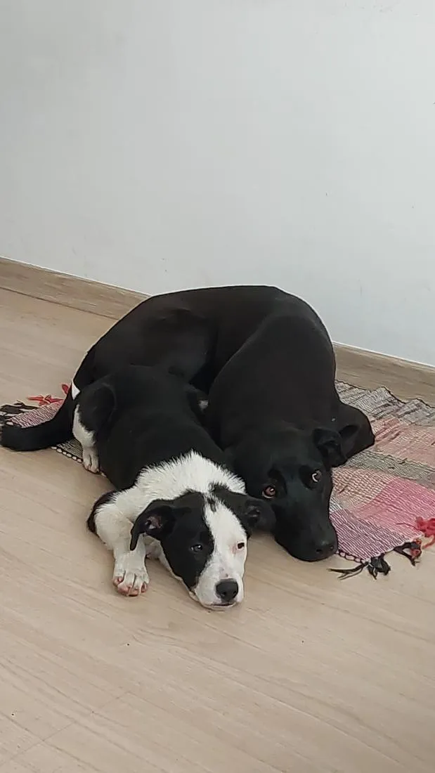 Cachorro raça SRD-ViraLata idade 2 a 6 meses nome Spoty