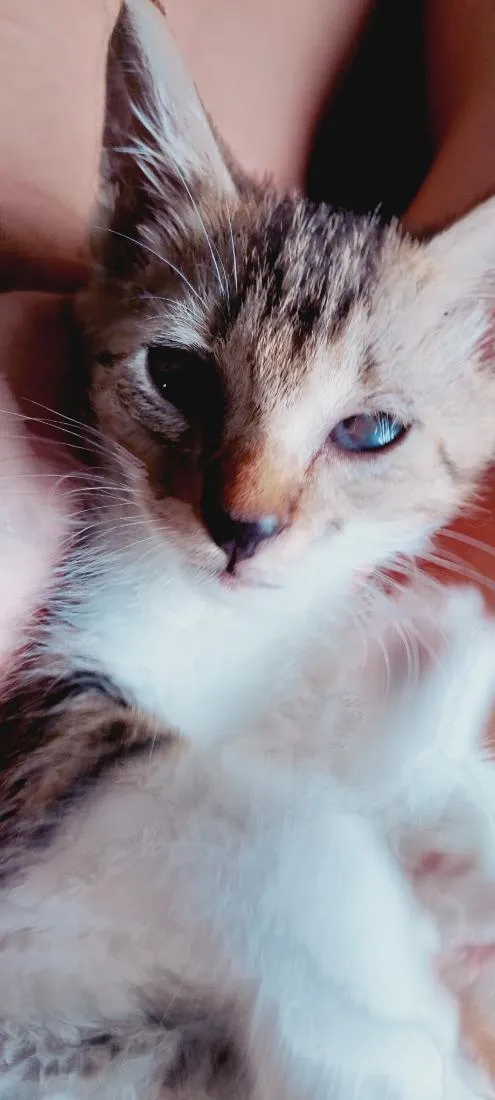 Gato raça SRD-ViraLata idade 2 a 6 meses nome Jorginho