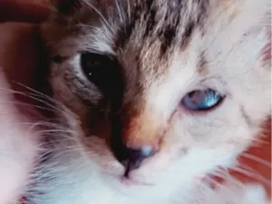 Gato raça SRD-ViraLata idade 2 a 6 meses nome Jorginho