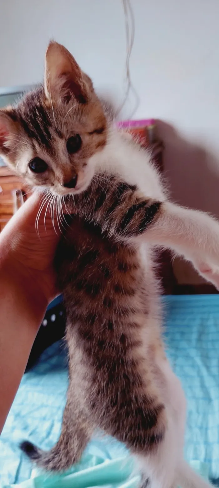 Gato raça SRD-ViraLata idade 2 a 6 meses nome Jorginho