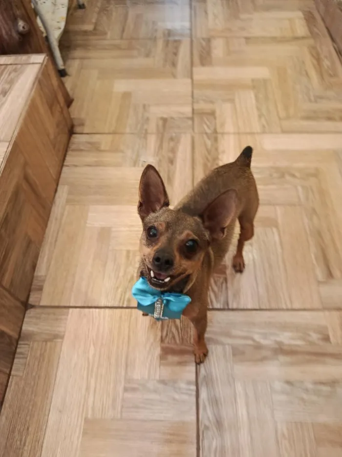 Cachorro raça Pinscher idade 2 anos nome Pingo 