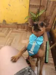 Pingo 