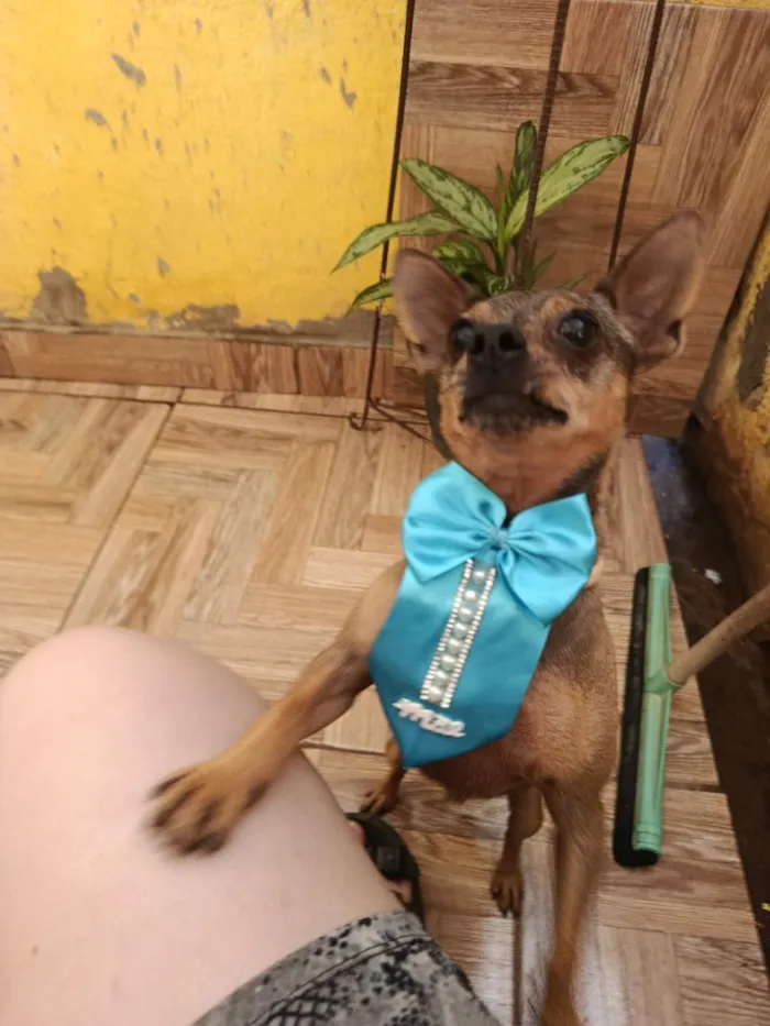 Cachorro raça Pinscher idade 2 anos nome Pingo 