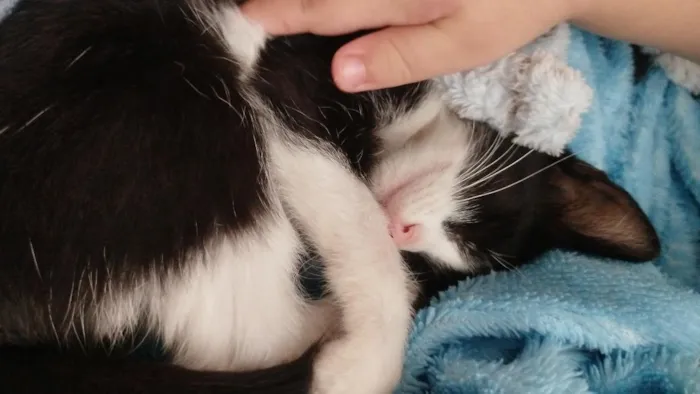 Gato raça SRD-ViraLata idade 2 a 6 meses nome Mel