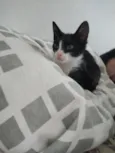 Mel