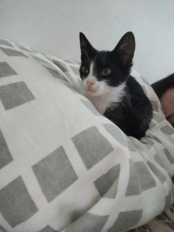 Gato raça SRD-ViraLata idade 2 a 6 meses nome Mel