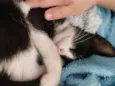 Mel
