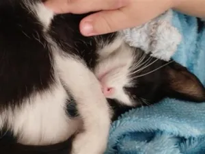 Gato raça SRD-ViraLata idade 2 a 6 meses nome Mel
