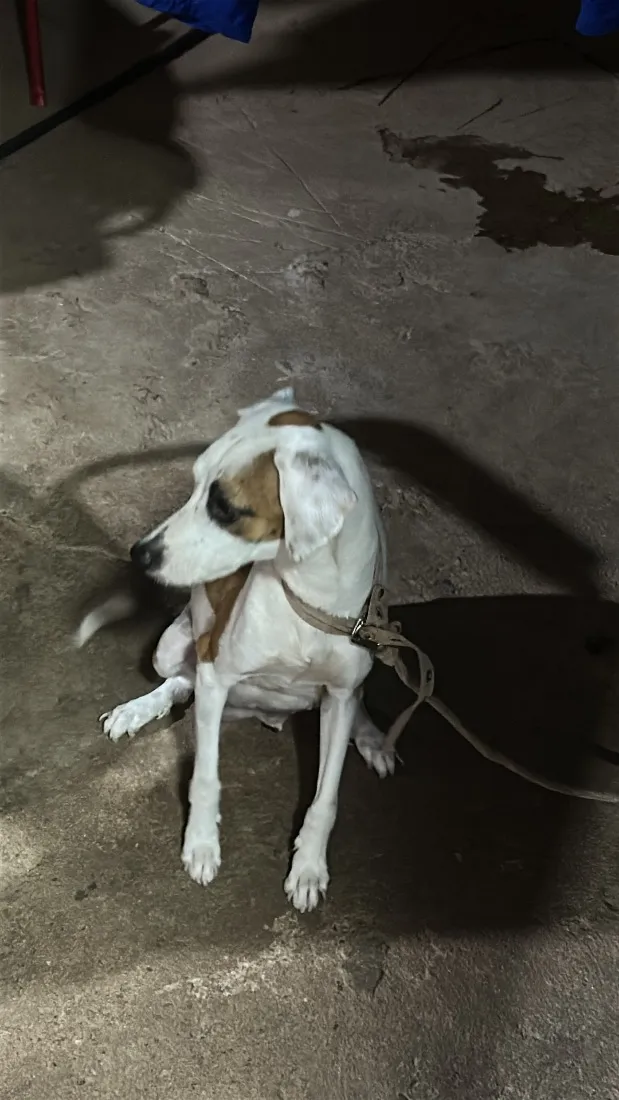 Cachorro raça SRD-ViraLata idade 1 ano nome Lola 