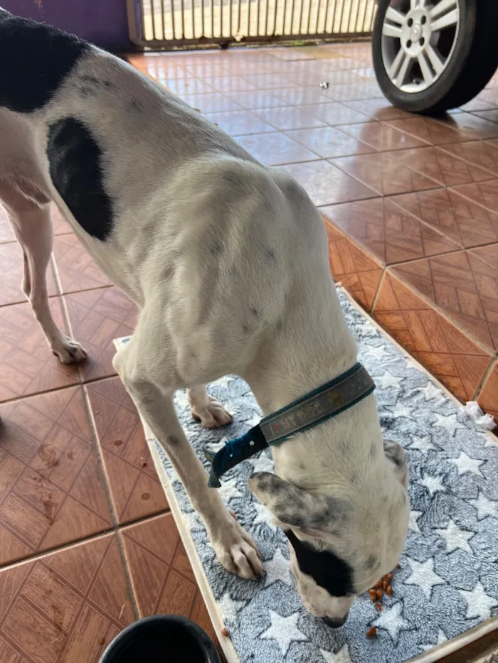 Cachorro raça SRD-ViraLata idade 1 ano nome Sem nome 