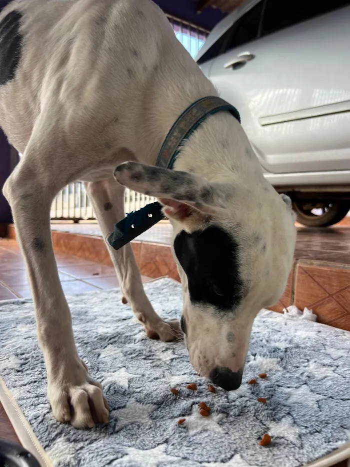 Cachorro raça SRD-ViraLata idade 1 ano nome Sem nome 