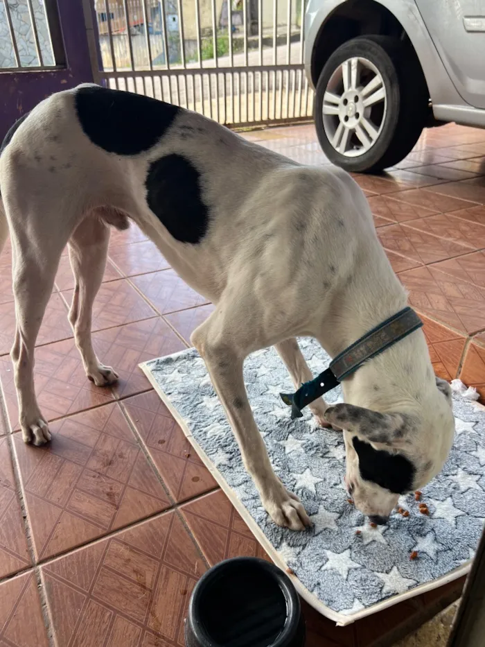Cachorro raça SRD-ViraLata idade 1 ano nome Sem nome 