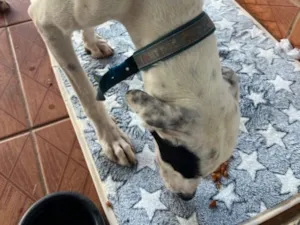 Cachorro raça SRD-ViraLata idade 1 ano nome Sem nome 