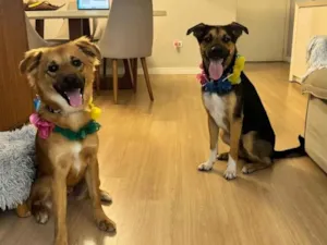 Cachorro raça SRD-ViraLata idade 1 ano nome Buda