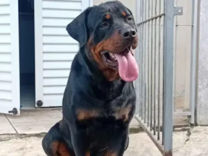 Cachorro raça Rottweiler idade 1 ano nome ralf 