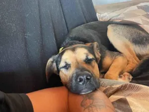 Cachorro raça SRD-ViraLata idade 1 ano nome Shanti