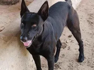 Cachorro raça Pastor Alemão idade 1 ano nome Onix e Orion 