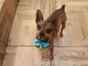 Cachorro raça Pinscher idade 2 anos nome Pingo 