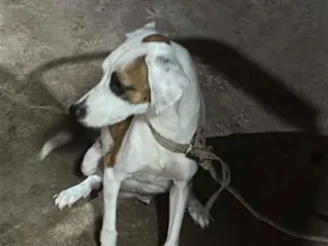 Cachorro raça SRD-ViraLata idade 1 ano nome Lola 