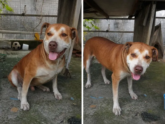 Cachorro raça SRD-ViraLata idade 1 ano nome torben