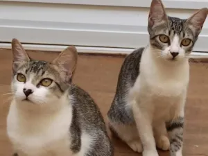 Gato raça SRD-ViraLata idade 2 a 6 meses nome Lilica e Pituca