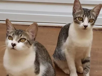 Gato raça SRD-ViraLata idade 2 a 6 meses nome Lilica e Pituca